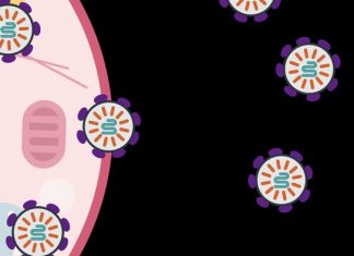 Researchers harness human protein to deliver molecular medicines to cells Researchers harness human protein to deliver molecular medicines to cells