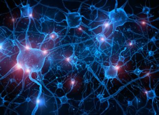 Researchers reverse age-related memory loss in mice Researchers reverse age-related memory loss in mice