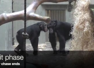 Study: Like humans, apes communicate to start and end social interactions Study: Like humans, apes communicate to start and end social interactions