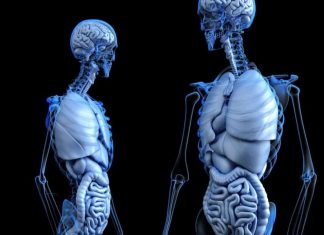 Study: New insights into how the ‘first brain’ works in the gut Study: New insights into how the 'first brain' works in the gut