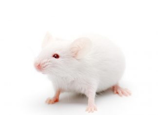 Study: imulated microgravity leads to formaldehyde buildup and movement problems in mice Study: imulated microgravity leads to formaldehyde buildup and movement problems in mice