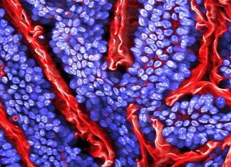 Gut bacteria accumulate many common medications and may reduce their effectiveness, says study Gut bacteria accumulate many common medications and may reduce their effectiveness, says study