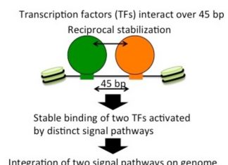 Proteins can help each other bind to DNA, says study Proteins can help each other bind to DNA, says study