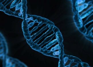 Research reports the impact of genetics on epigenetic factors Research reports the impact of genetics on epigenetic factors