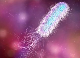 Research reveals that immune cells cooperate to trap and kill bacteria Research reveals that immune cells cooperate to trap and kill bacteria