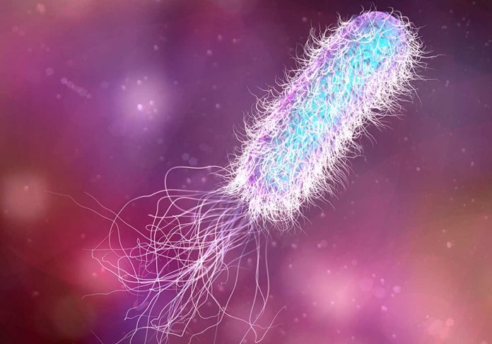 Research reveals that immune cells cooperate to trap and kill bacteria