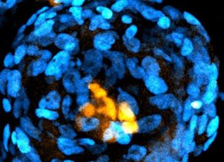 Researchers Build Embryo-Like Structures From Human Stem Cells Researchers Build Embryo-Like Structures From Human Stem Cells
