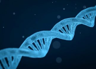 Scientists engineer a mini CRISPR system that could be easier to deliver into cells Scientists engineer a mini CRISPR system that could be easier to deliver into cells