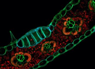 Researchers use the glowing properties of plant cells to capture stunning images Researchers use the glowing properties of plant cells to capture stunning images