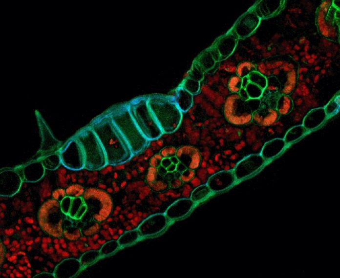 Researchers use the glowing properties of plant cells to capture stunning images