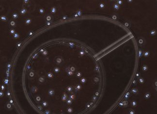 Scientists discover a way to increase the effectiveness of antibiotics Scientists discover a way to increase the effectiveness of antibiotics