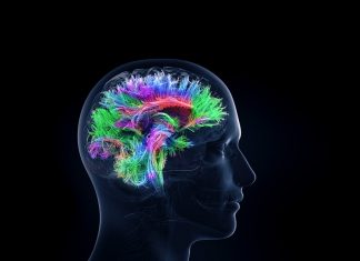 Scientists map neurons in the brain involved with social interactions with others in groups Scientists map neurons in the brain involved with social interactions with others in groups