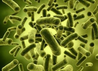 Study: Bacteria can develop strong immunity for protection against viruses Study: Bacteria can develop strong immunity for protection against viruses