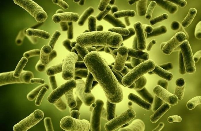 Study: Bacteria can develop strong immunity for protection against viruses