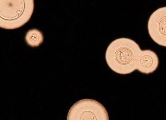 Tamoxifen repurposing research shows no benefit in treating deadly fungal meningitis Tamoxifen repurposing research shows no benefit in treating deadly fungal meningitis