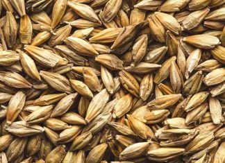 How healthy is barley for your insulin if you don’t mind the gluten? How healthy is barley for your insulin if you don't mind the gluten?