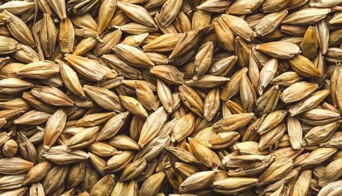 How healthy is barley for your insulin if you don't mind the gluten?