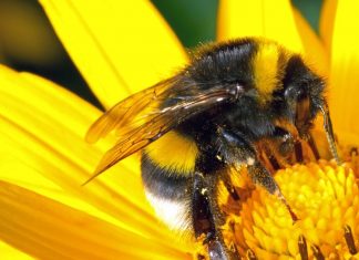 Researchers discover gut bacteria that improve memory in bees Researchers discover gut bacteria that improve memory in bees