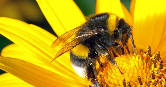 Researchers discover gut bacteria that improve memory in bees