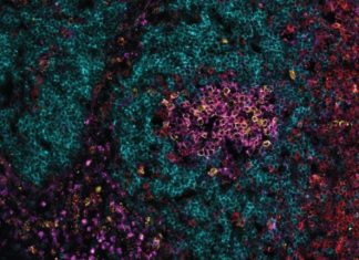 Scientists discover a potential new therapeutic pathway to clear chronic viral infections Scientists discover a potential new therapeutic pathway to clear chronic viral infections