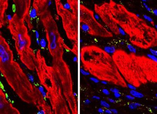 Scientists discover an unexpected regulator of heart repair Scientists discover an unexpected regulator of heart repair