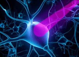 Scientists may have unlocked function of mysterious structure found on neurons Scientists may have unlocked function of mysterious structure found on neurons