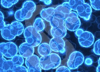 Study: TGen helps expand the diversity of the Human Cell Atlas Study: TGen helps expand the diversity of the Human Cell Atlas