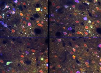 Study: Understanding Your Brain to Help You Learn Better Study: Understanding Your Brain to Help You Learn Better