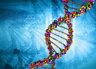 Study finds starvation can surpress memory Study finds starvation can surpress memory