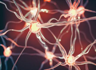 Study shows anxiety produces detrimental brain plasticity Study shows anxiety produces detrimental brain plasticity