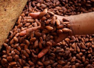 What makes great chocolate is fermentation of the cocoa beans What makes great chocolate is fermentation of the cocoa beans