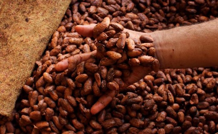 What makes great chocolate is fermentation of the cocoa beans