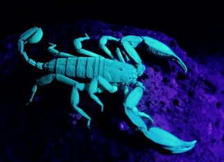 Genetic mutation discovered that gives scorpions their sting Genetic mutation discovered that gives scorpions their sting
