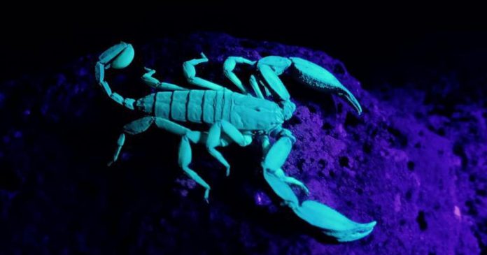 Genetic mutation discovered that gives scorpions their sting
