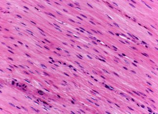 Key to reversible muscle elasticity discovered Key to reversible muscle elasticity discovered