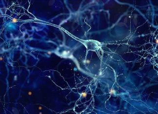 Neuroscientists discover active role of brain dendrites Neuroscientists discover active role of brain dendrites