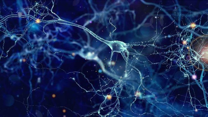 Neuroscientists discover active role of brain dendrites