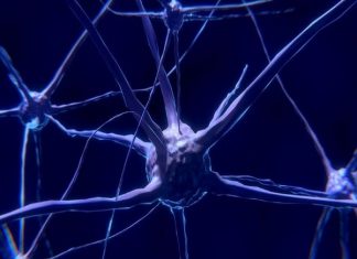 Researchers explain why neurons consume so much fuel even when at rest Researchers explain why neurons consume so much fuel even when at rest