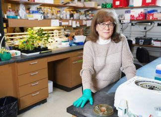 Researchers find recipe for anti-cancer compound in herbs Researchers find recipe for anti-cancer compound in herbs