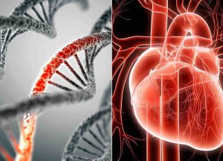 Scientists link new gene variant in Amish population to lower risk of heart disease Scientists link new gene variant in Amish population to lower risk of heart disease