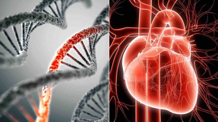 Scientists link new gene variant in Amish population to lower risk of heart disease