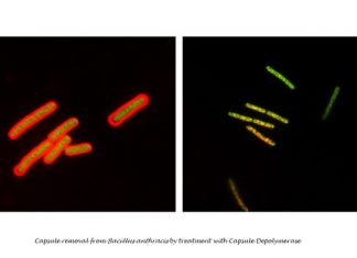 Study: Experimental treatment with enzyme protects mice from lethal anthrax infection Study: Experimental treatment with enzyme protects mice from lethal anthrax infection
