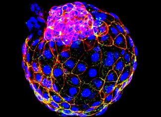 Study: Stem-cell breakthrough could preserve diverse livestock breeds Study: Stem-cell breakthrough could preserve diverse livestock breeds