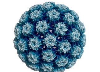 Study: The impact of HPV on glycogen and lipid metabolism Study: The impact of HPV on glycogen and lipid metabolism