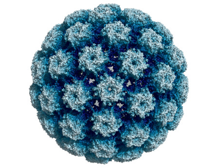 Study: The impact of HPV on glycogen and lipid metabolism