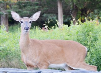 Thinning deer herds reduces cases of Lyme disease Thinning deer herds reduces cases of Lyme disease