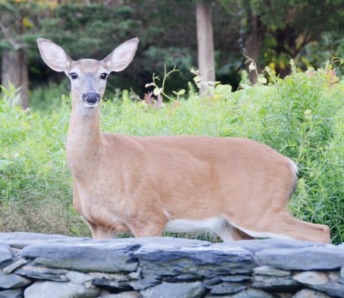 Thinning deer herds reduces cases of Lyme disease