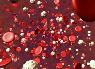 Narcolepsy: New Findings Show That Disorder Is From Misguided Immune System Narcolepsy: New Findings Show That Disorder Is From Misguided Immune System