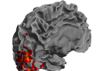 New study gives hope for sight recovery in stroke survivors New study gives hope for sight recovery in stroke survivors