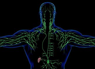 New study illuminates how melanoma readies lymph nodes for tumor spread New study illuminates how melanoma readies lymph nodes for tumor spread